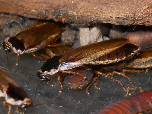 A group of Phoetalia pallida are sitting on a piece of wood.