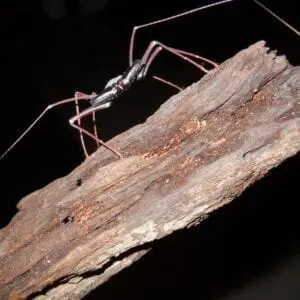 A Sonoran Whip spider on the wood