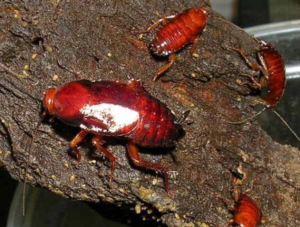A group of Goblin Roaches on a piece of wood.