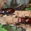 Two Red Brown Stag Beetle Adult Males sitting on a piece of wood.