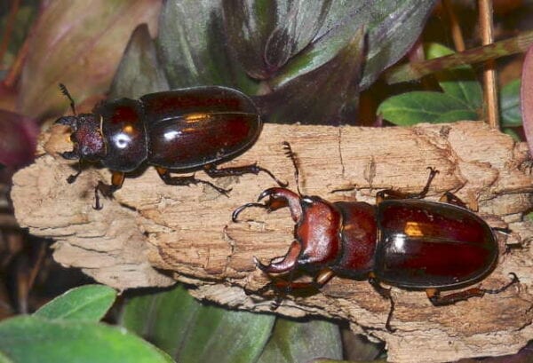 Two Red Brown Stag Beetle Adult Males sitting on a piece of wood.