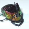 A colorful Dung Beetle Sampler sitting on a white surface.