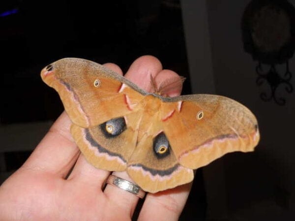 A Polyphemus Moth cocoon sitting on a person's hand.