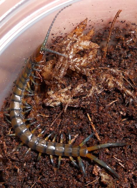 Haitian Giant Centipede - Bugs In Cyberspace