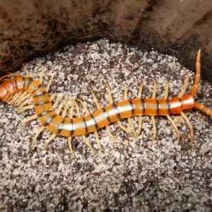 Imperfect Tiger Centipede in the soil