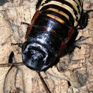 Tiger Hisser Gromphadorhina grandidieri