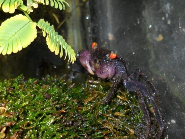 A Vampire Crab is sitting on top of some moss.