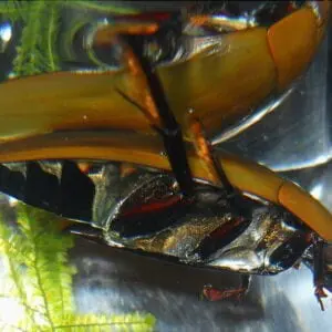 The Giant Water Scavenger Beetle product is sitting in a glass container.
