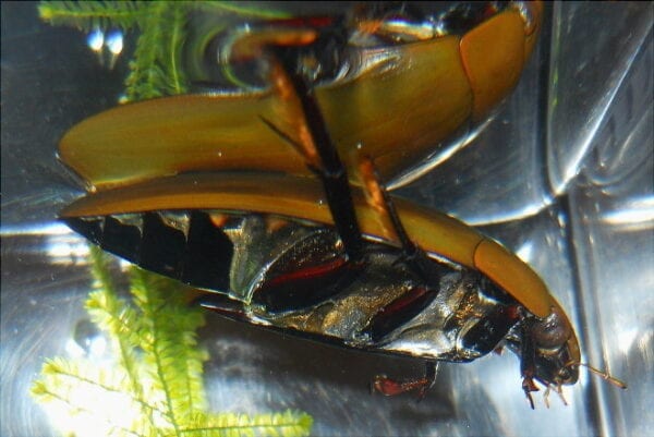 Giant Water Scavenger Beetle - Bugs In Cyberspace