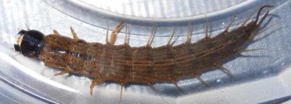 A hellgrammite is sitting in a clear container.