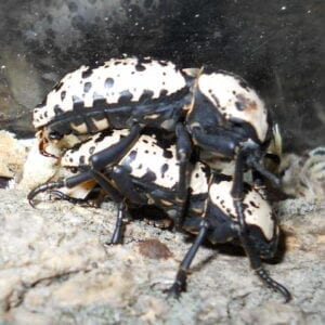 Two Ironclad Beetle Zopherus haldemani are sitting on top of each other.