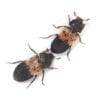 Two black and brown Dermestid Beetles on a white background.
