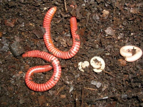 Two Tanzanian Earthworm Millipedes laying in the dirt.