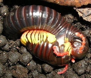 An image of a Flameleg Millipede in the dirt.