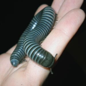 A Philippine Giant Blue Millipede being held by a person's hand.