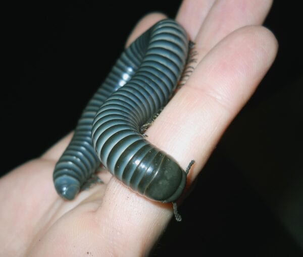 A Philippine Giant Blue Millipede being held by a person's hand.