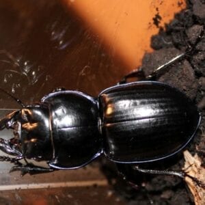 A Black Color Florida Beetle on a Log of Wood