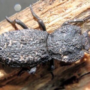 Phloeodus Diabolical Beetle on a Log