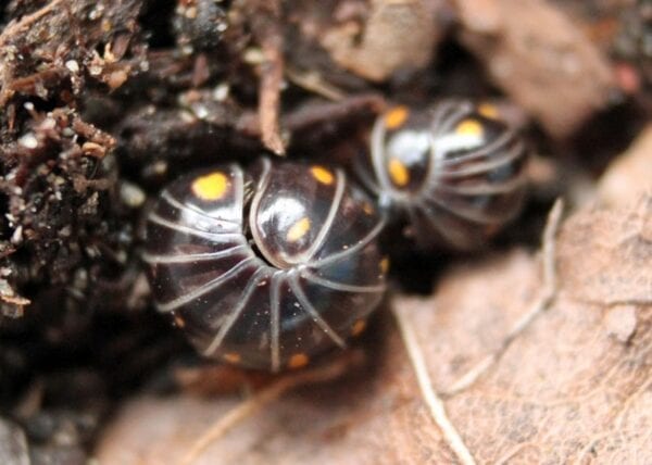 Two black and yellow Spotted Pill Millipedes on the ground.