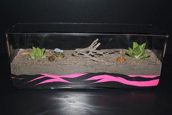 A Pink Zebra Terrarium with sand and plants in it.