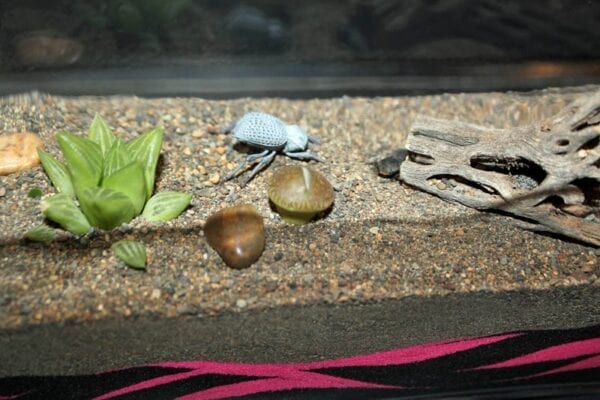 A Pink Zebra Terrarium with rocks, plants, and sand.