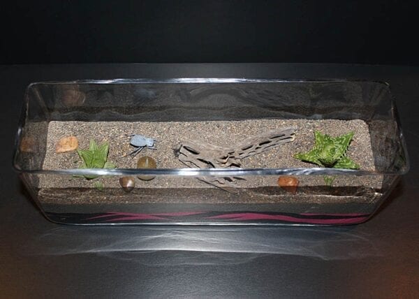 A Pink Zebra Terrarium with plants in it.