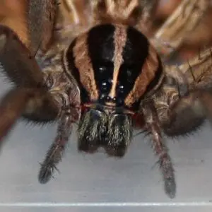 A close up of a Rabid Wolf Spider.