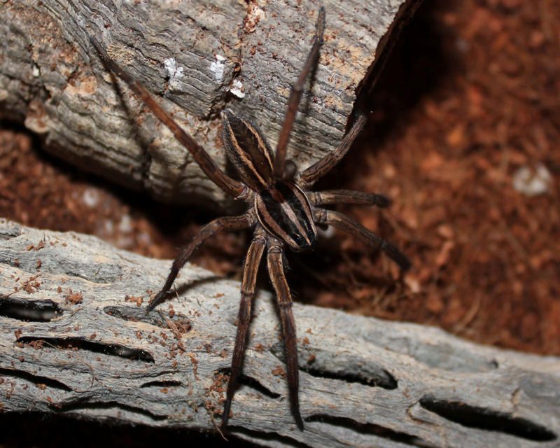 rabid wolf spider