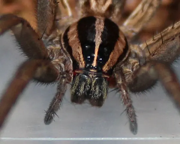 A close up of a Rabid Wolf Spider.