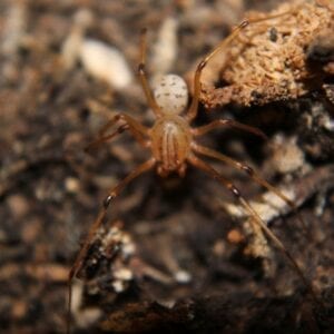 Brown colored Scytodes spitting spider
