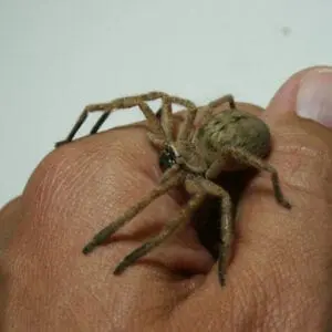 A Golden Huntsman Spider sitting on a person's hand.
