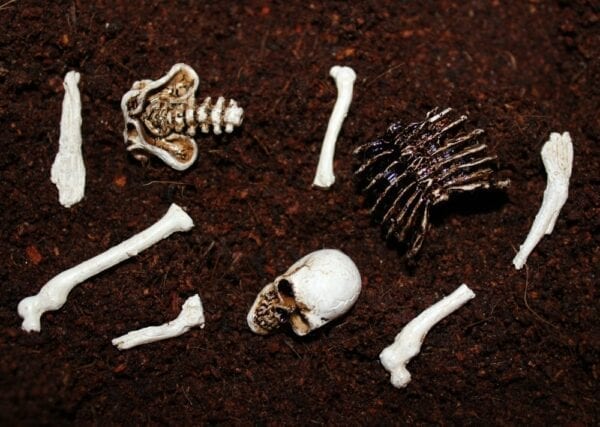 A group of Mini Skeletal Remains laying in the dirt.