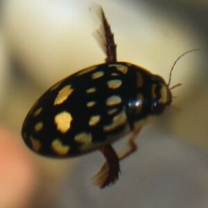 sunburst diving beetle