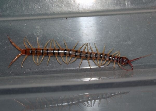 A Rainbow Tiger Centipede is sitting in a clear container.