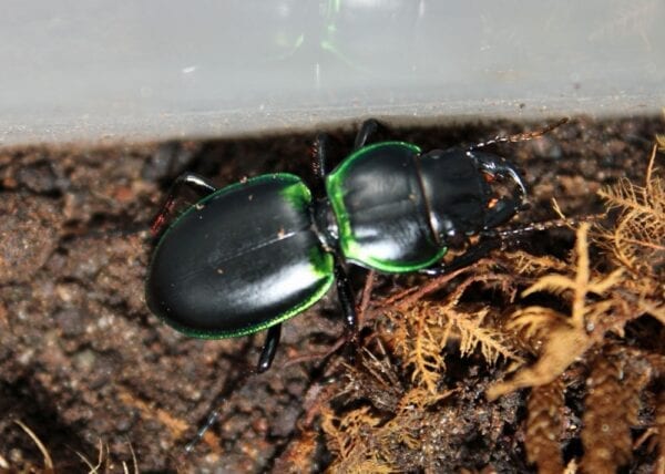 A Christmas green and black Christmas Warrior Beetle in the dirt.