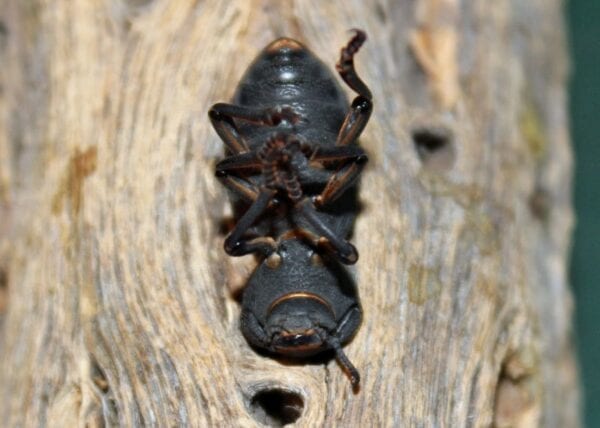 Zopherus Beetle Lying on Back on Wood