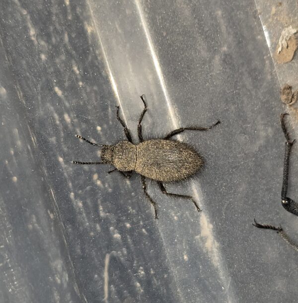 Eleodes tribulus fuzzy darkling beetle