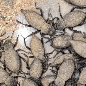 Eleodes tribulus fuzzy darkling beetle