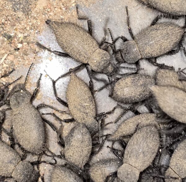Eleodes tribulus fuzzy darkling beetle