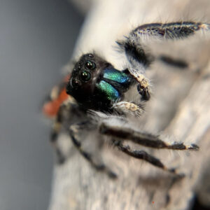 Phidippus carneus Captive Bred