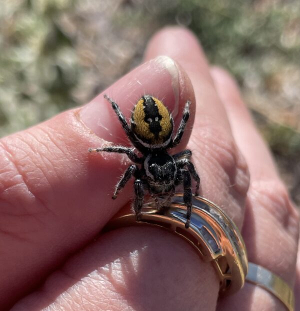 Phidippus carneus Captive Bred