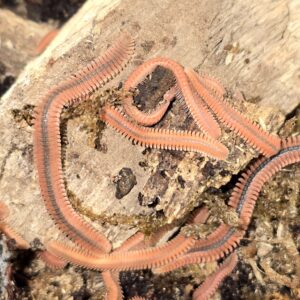Brachycybe rosea Rosy Feather Millipede