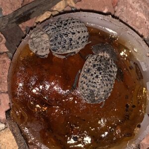 Omorgus hide beetle