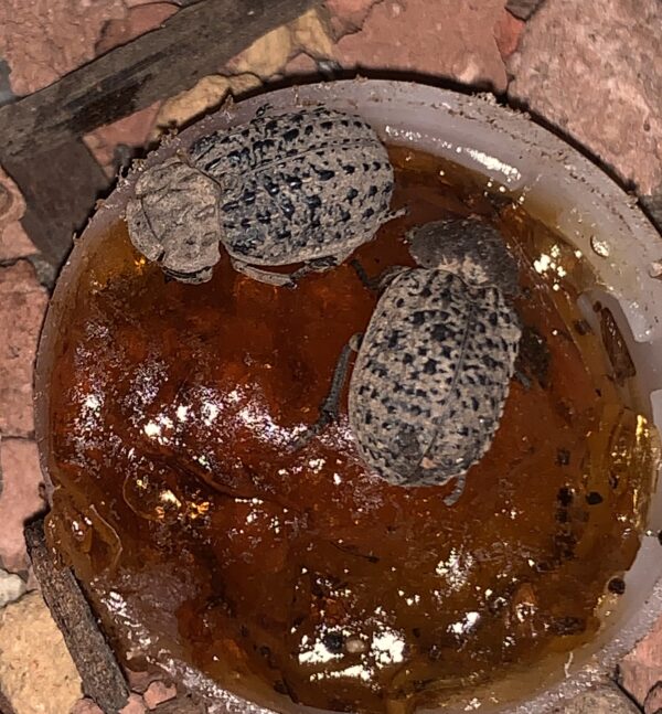 Omorgus hide beetle