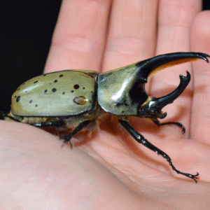Dynastes grantii male
