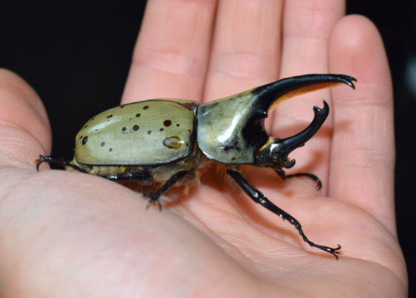 Dynastes grantii male