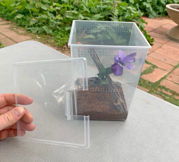 A person holding a plastic container with a purple flower, the perfect Pet Spider Habitat Kit accessory.