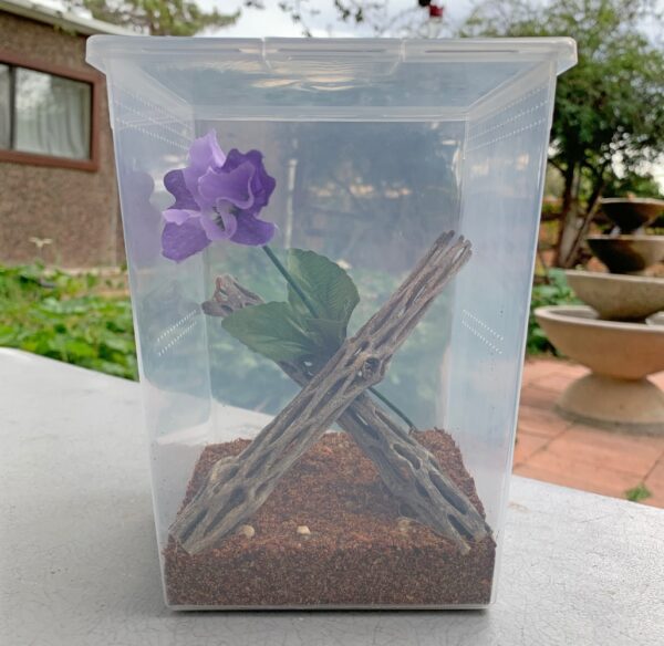 A purple flower in a clear plastic Pet Spider Habitat Kit container.