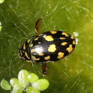 Pet Aquatic Insects and Bugs