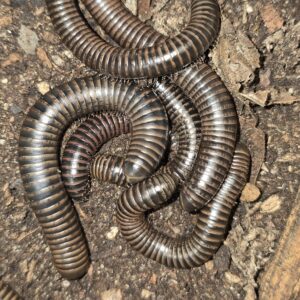 California Tylobolus Millipede